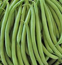 Provider Bush Bean