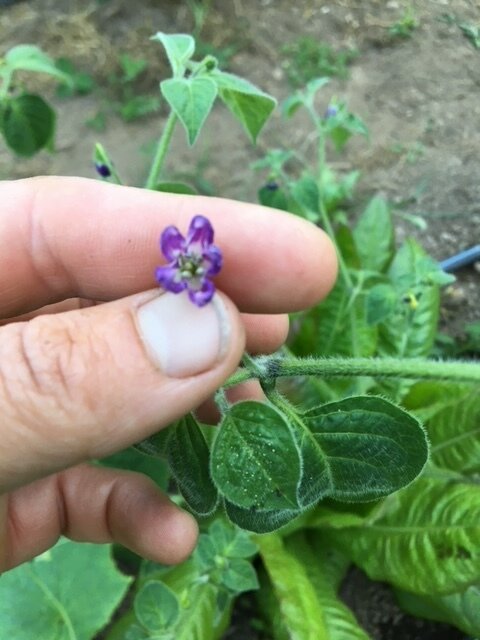 Hairy Bolivian Pepper