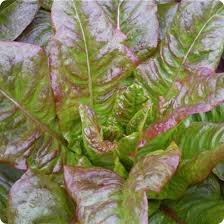 Oreille du Diable Leaf Lettuce