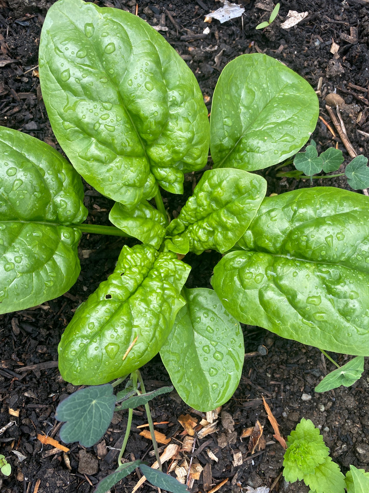 Merlo Nero Spinach