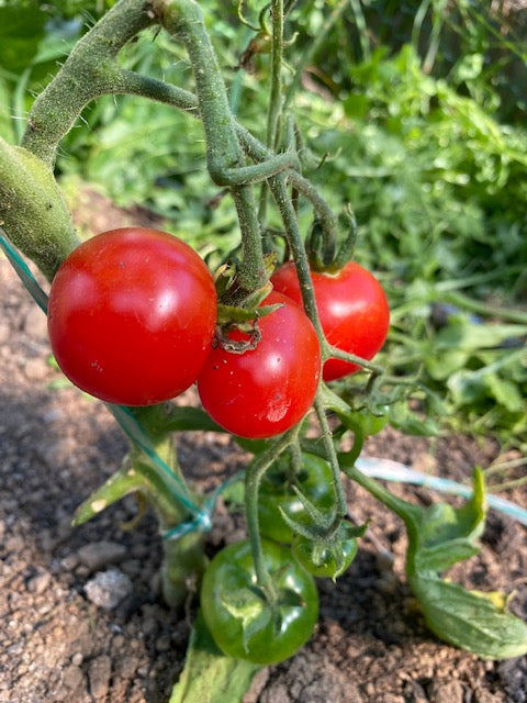 Stupice Salad Tomato