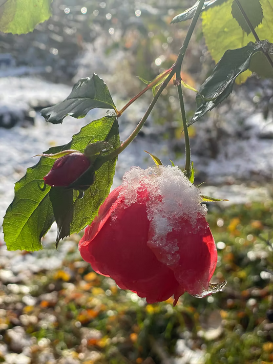 December