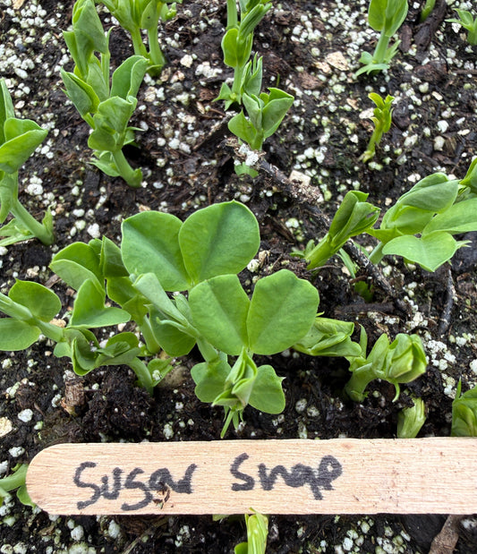 It's Equinox GO Time!