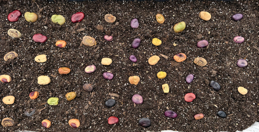 Seed Sowing and Soil Temperature