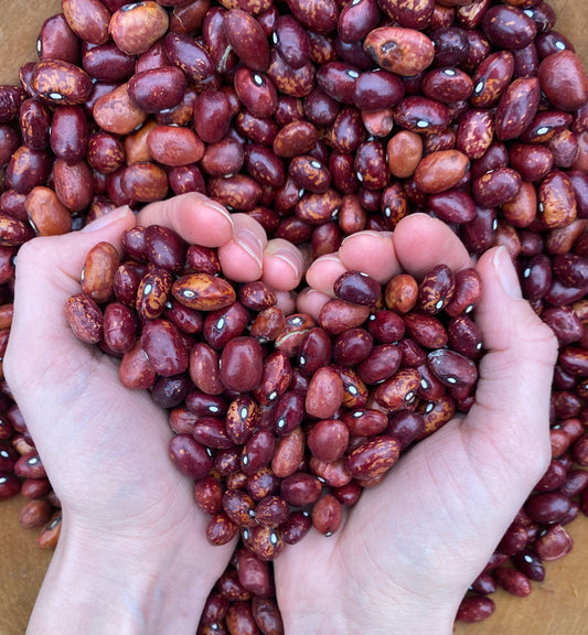 Start Making Your Seed Saving Plan now in April