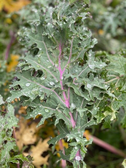 Kale, Collards, Broccoli