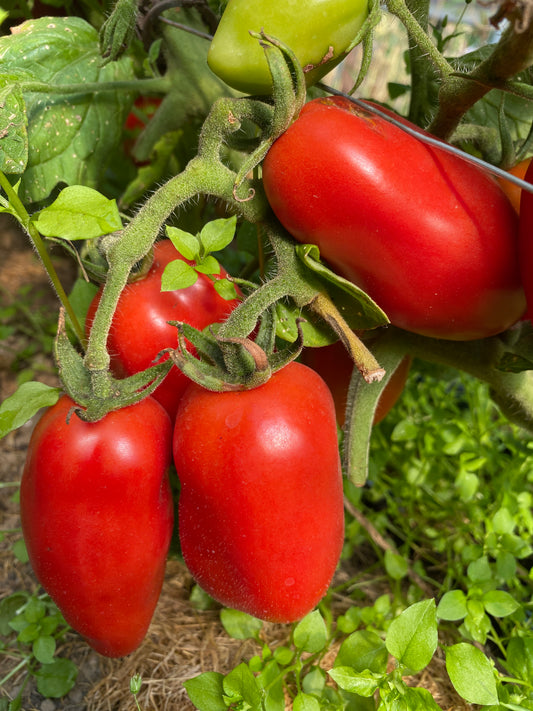 Ten Fingers of Naples Roma Tomato