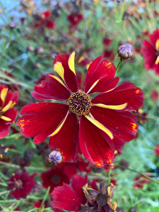 Cinnamon Dyer's Coreopsis