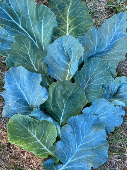 Utopian Ultracross Collards