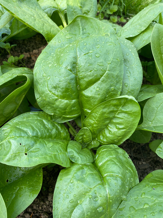 Early Mona Spinach