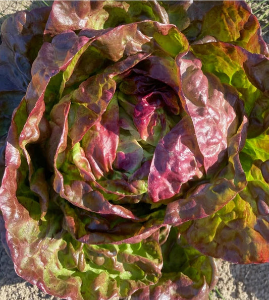 Yugoslavian Red Butterhead Lettuce