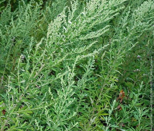 Mugwort