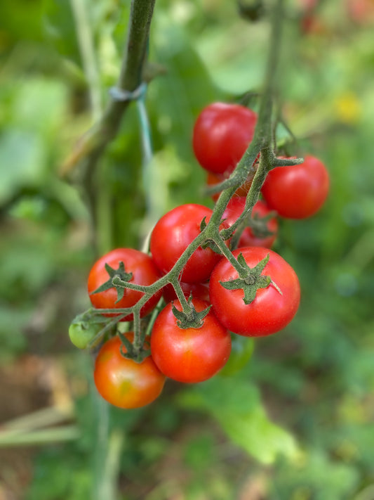 Chadwick Cherry Cherry Tomato