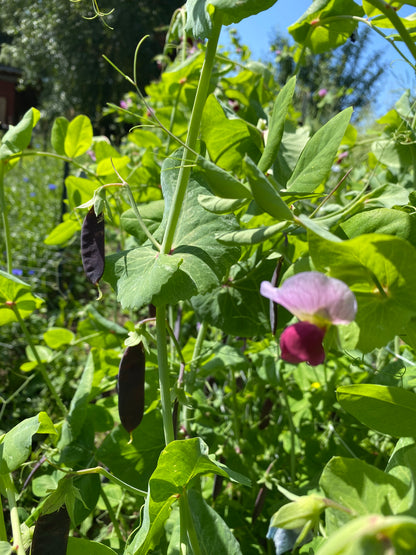 Clark's Beltony Blue Shelling Pea
