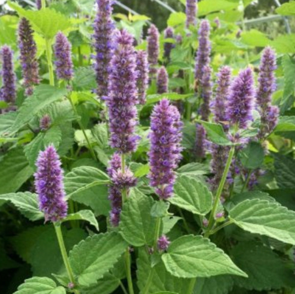 Korean Licorice Mint