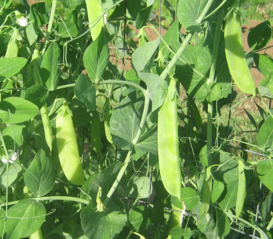 Mammoth Melting Snow Pea