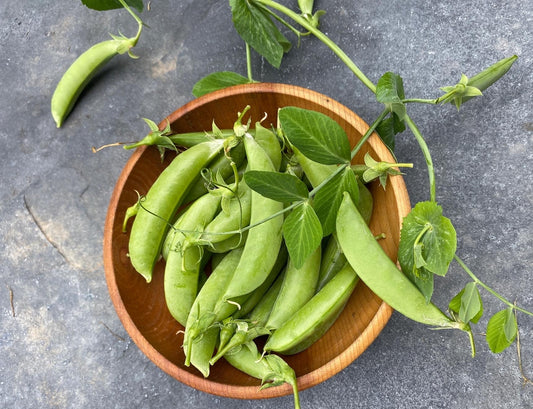 Sugar Snap Pea