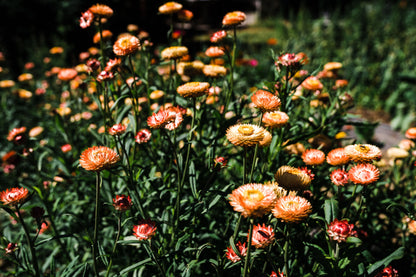 Apricot Mix Strawflower