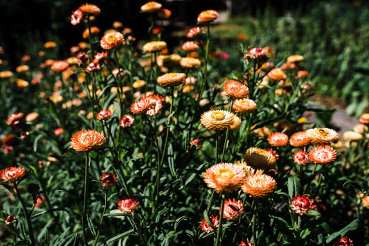 Apricot Mix Strawflower