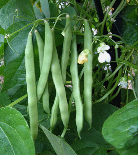 Blue Lake Pole Bean