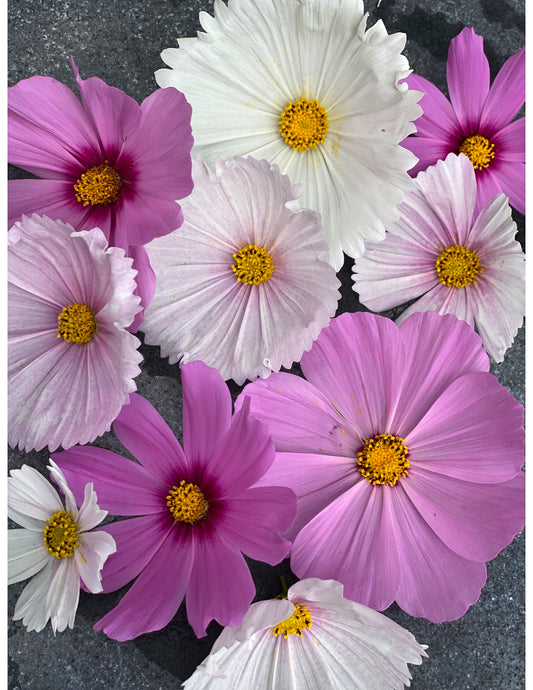 Double Click Mix Cosmos
