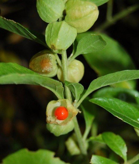 Ashwaganda