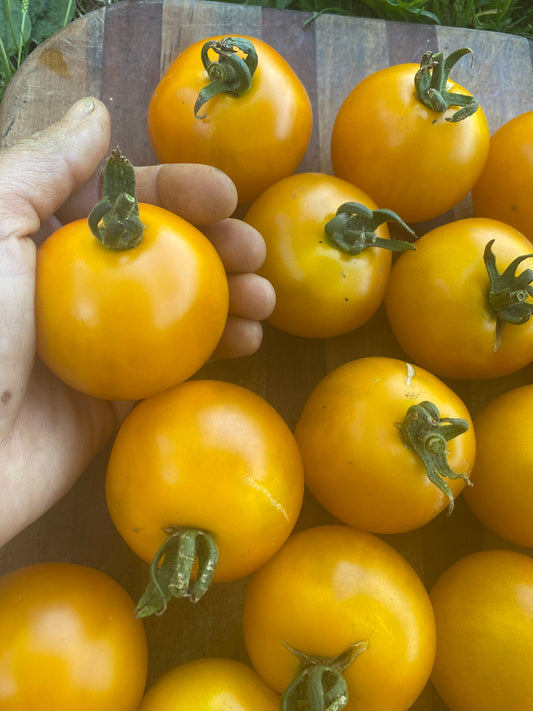 Yellow Scottland Slicer Tomato