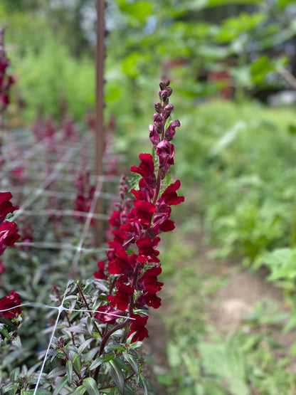 Black Prince Snapdragon
