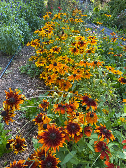 Autumnal Rudbeckia