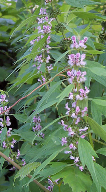 Motherwort