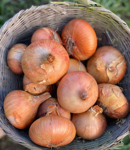 Buan Onion
