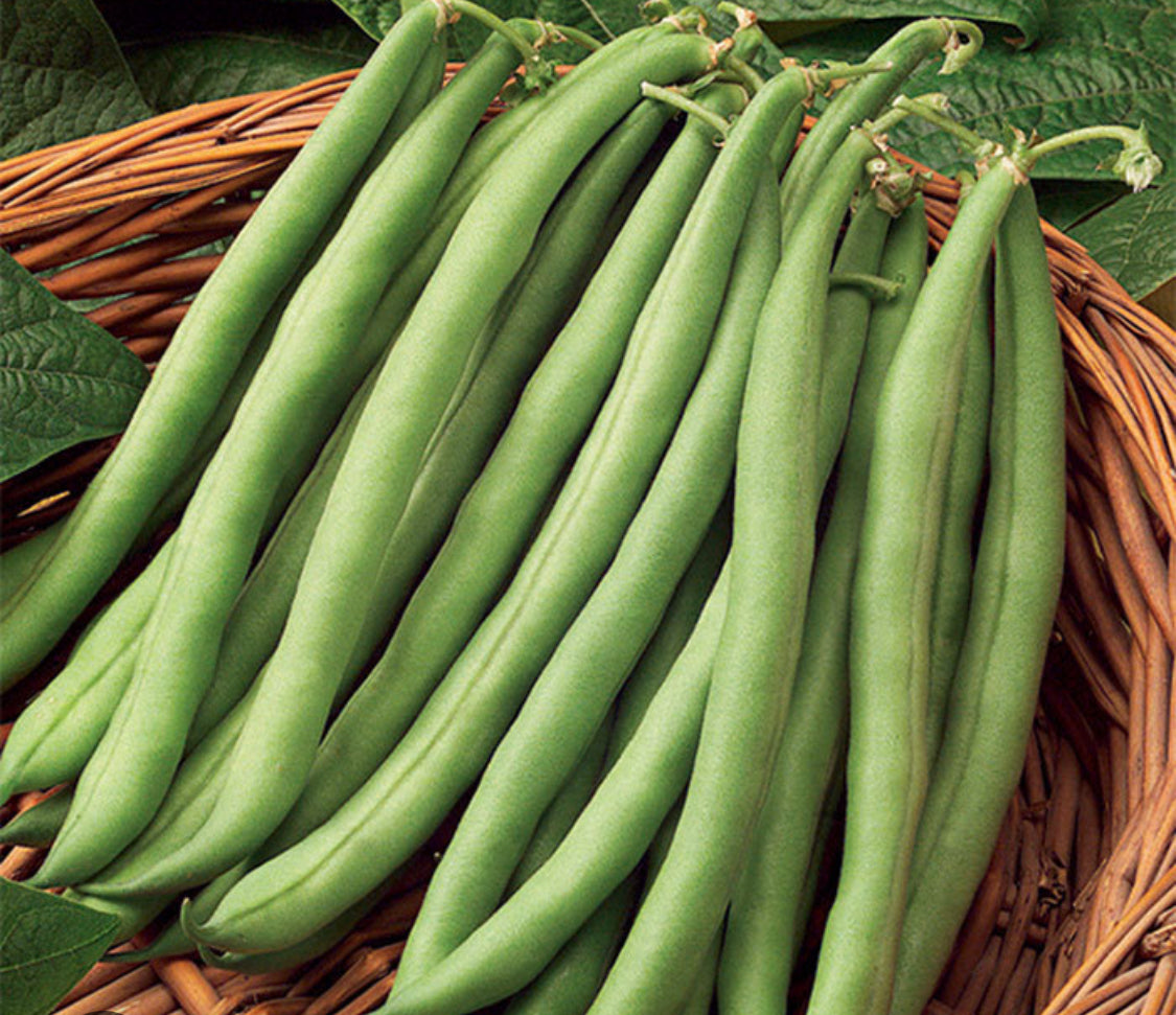 Blue Lake Pole Bean