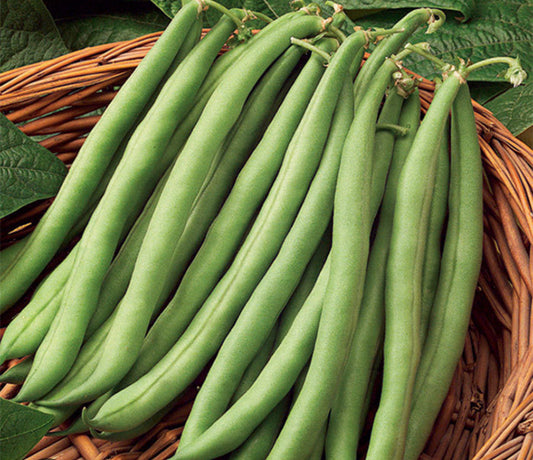 Blue Lake Pole Bean