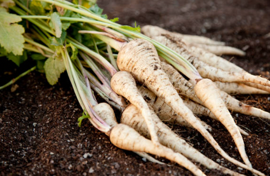 Reisha's Parsnip
