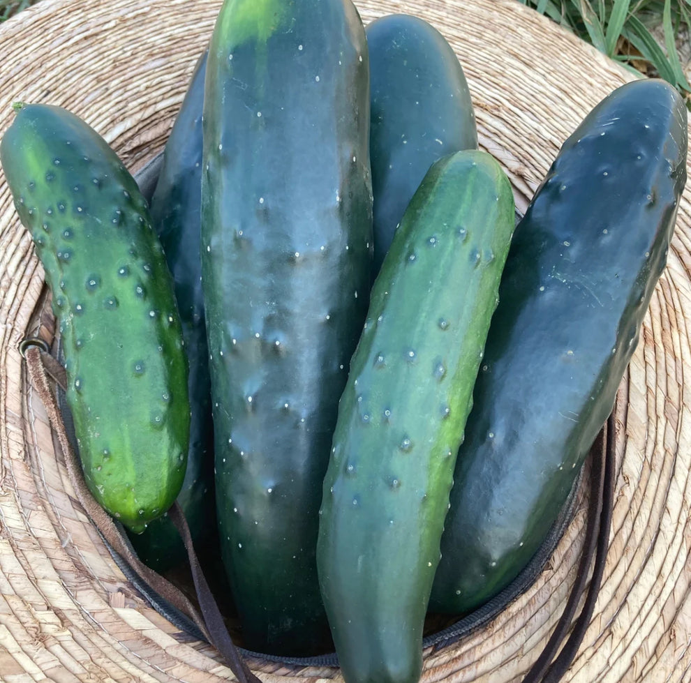 Marketmore Cucumber – Wild Dreams Farm and Seed