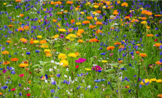 Spring Sown Pollinator Attractor Mix