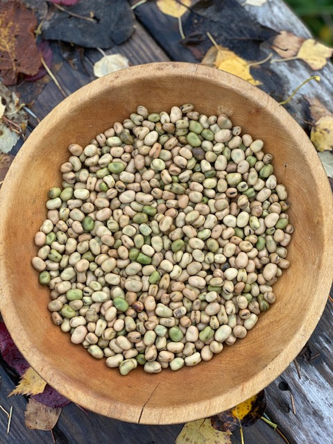 Sweet Lorane Fava Bean