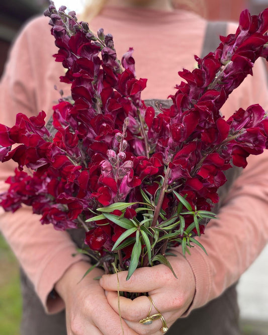 Black Prince Snapdragon