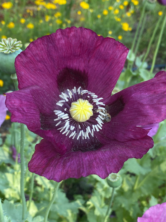 Multicolored Breadseed Poppy Mix