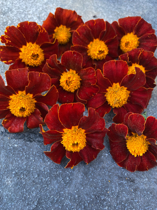 Tashkent Marigold