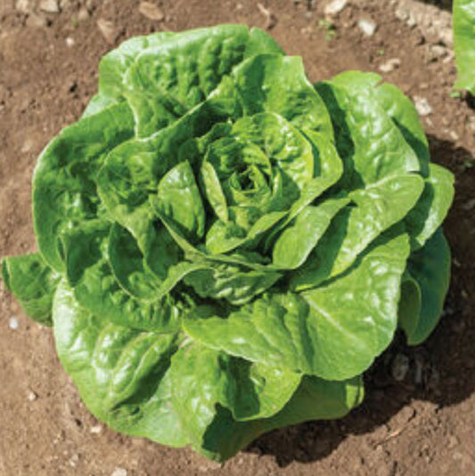 Winter Density Lettuce