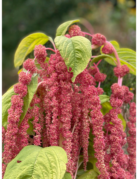 Coral Fountain Amaranth