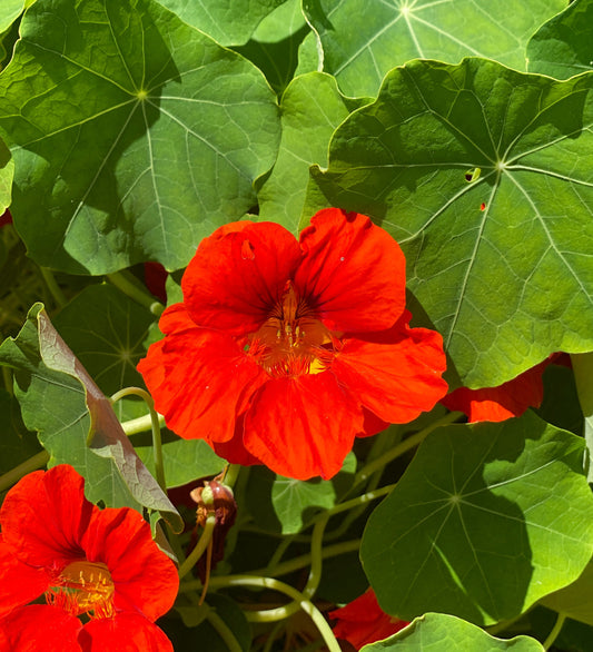 Empress of India Nasturtium