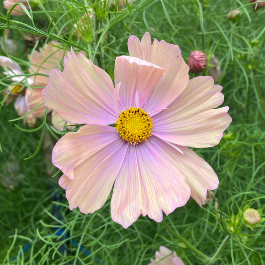 Apricotta Cosmos