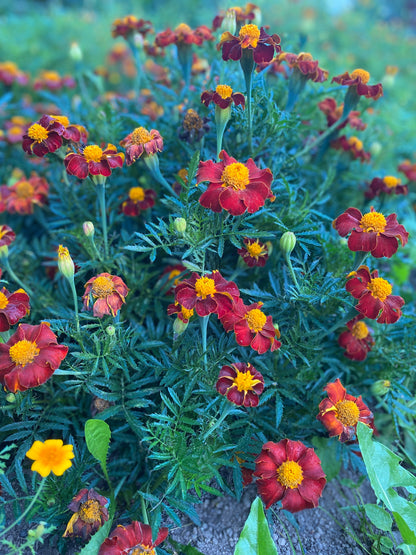Tashkent Marigold