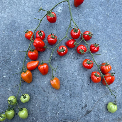 Gardeners Sweetheart Cherry Tomato