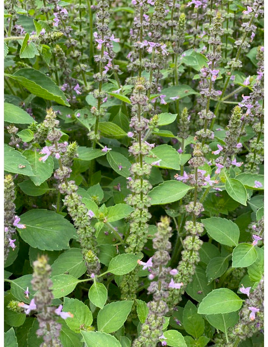 Tulsi
