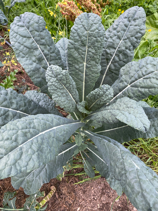 Nero di Toscana Kale