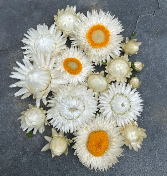 Vintage White Strawflower
