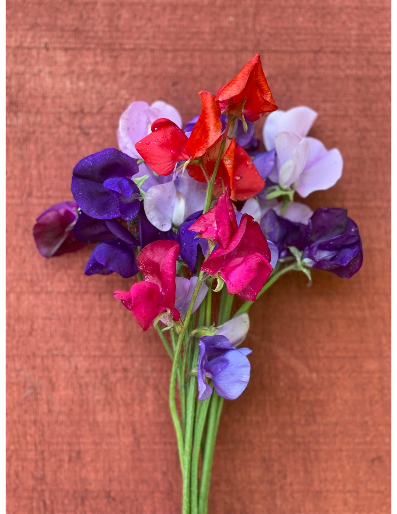 Graceful Mix Sweet Pea